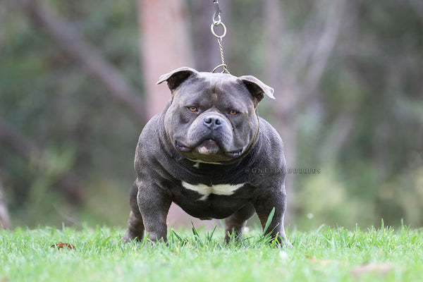 THE ULTIMATE GUIDE TO FEEDING YOUR AMERICAN BULLY