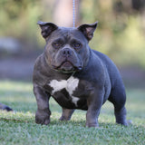 Blue tri female American Bully 