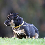 American Bully puppies for sale
