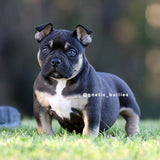 Black Tri female American Bully Puppy