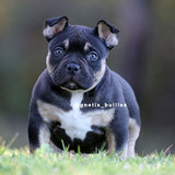 Bully pups for sale