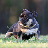 Black Tri American Pocket Bully puppy
