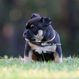 Pocket Bully Puppies Australia