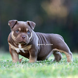 Pocket Bully puppy