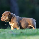 Tank
