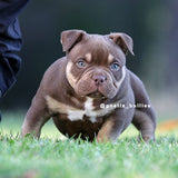 Tank