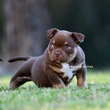 Chocolate Tri Pocket Bully puppy