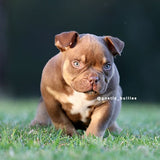 American Bullies For sale australia