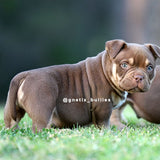 Tank
