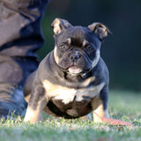 Black and Tan pocket bully