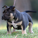 8 weeks old Pocket Bully female