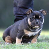 female pocket bully for sale Australia