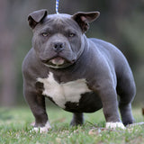 Blue female American Bully Puppy