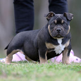 American Bully pups for sale Australia