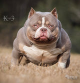 Lilac Tri Extreme Pocket Mini Bullies