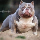 Lilac Tri American Pocket bully Australia