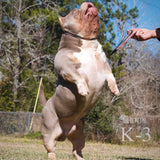 American Bullies for sale Sydney