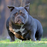 Extreme Pocket Bullies Australia