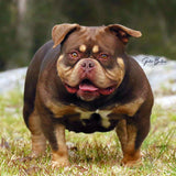 Chocolate Tri Extreme Pocket Bully Female