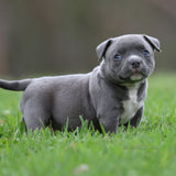 Blueberry