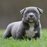 Blueberry