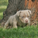 Male American Pocket Bullies for Sale Sydney