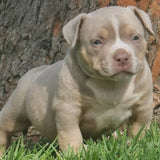 Pocket Bullies for sale NSW