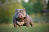 Gr.Ch Luca Brasi