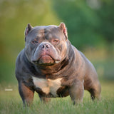 Grand Champion Luca Brasi