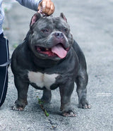 Gr.Ch Luca Brasi
