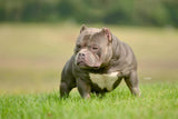 Gr.Ch Luca Brasi