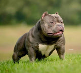 Gr.Ch Luca Brasi