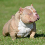 Golden Child