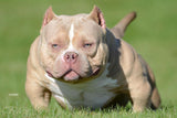Golden Child