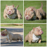 GC x Mulan Female MICRO Chocolate Champagne