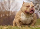 Golden Child