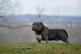 Gr.Ch Luca Brasi