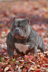 Gr.Ch Luca Brasi
