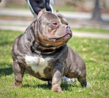 Gr.Ch Luca Brasi