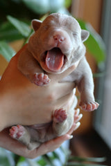 Tank
