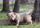 Lilac Tri American Bully - Kloud