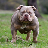 Lilac Tri Pocket Bully