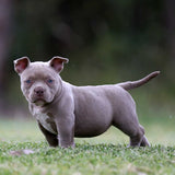 Shorty