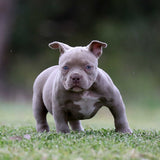 Shorty