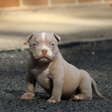 Tank