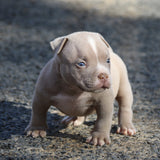 Tank