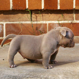 Tank