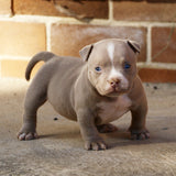 Tank