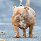 G-netix Bullies Amber - Extreme Female American Bully