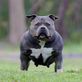 Pocket American Bully Female Australia